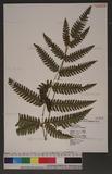 Pteris biaurita L. ߻