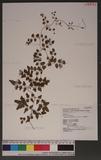 Lygodium microphyllum (Cav.) R. Brown pF