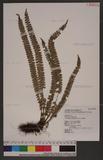 Polystichum stenophyllum Christ ޭcտ