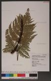 Dryopteris formosana (Christ) C. Chr. OW