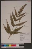 Pteris linearis Poir. T߻