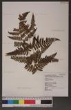 Dryopteris