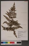 Dryopteris