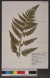 Dryopteris polita Rosenst. OF