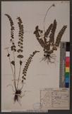 Lindsaea orbiculata (Lam.) Mett. 긭