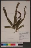 Lygodium circinnatum (Burm.) Sw.