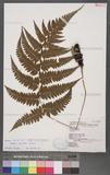 Athyrium