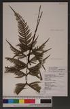 Pteris semipinnata L. bе