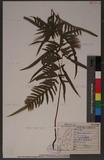 Pteris semipinnata L. bе