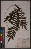 Pteris longipes Don ܻ