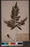 Pteris longipes Don ܻ