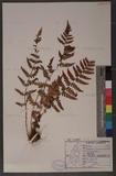 Dryopteris chrysocoma (Christ) C. Chr. 