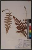 Dryopteris chrysocoma (Christ) C. Chr. 