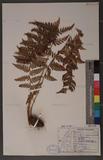 Dryopteris chrysocoma (Christ) C. Chr. 