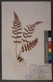 Dryopteris chrysocoma (Christ) C. Chr. 