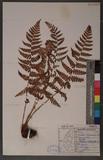 Dryopteris chrysocoma (Christ) C. Chr. 