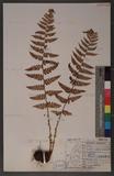 Dryopteris chrysocoma (Christ) C. Chr. 