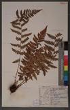 Dryopteris chrysocoma (Christ) C. Chr. 