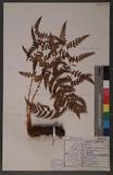 Dryopteris chrysocoma (Christ) C. Chr. 