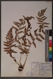 Dryopteris chrysocoma (Christ) C. Chr. 