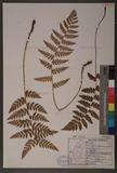 Dryopteris chrysocoma (Christ) C. Chr. 