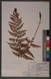 Dryopteris chrysocoma (Christ) C. Chr. 