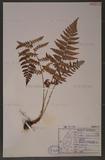 Dryopteris chrysocoma (Christ) C. Chr. 