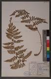 Dryopteris chrysocoma (Christ) C. Chr. 