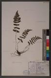 Dryopteris chrysocoma (Christ) C. Chr. 