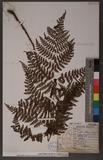 Dryopteris austriaca (Jacq.) Woynar ex Schinz & Thell. ︭