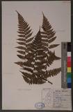 Dryopteris hendersoni (Bedd.) C. Chr. pc