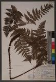 Dryopteris hendersoni (Bedd.) C. Chr. pc