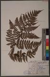 Dryopteris hendersoni (Bedd.) C. Chr. pc