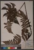 Dryopteris hendersoni (Bedd.) C. Chr. pc