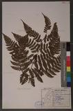 Dryopteris hendersoni (Bedd.) C. Chr. pc