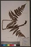 Dryopteris hendersoni (Bedd.) C. Chr. pc