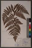 Dryopteris hendersoni (Bedd.) C. Chr. pc