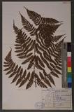 Dryopteris hendersoni (Bedd.) C. Chr. pc