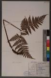 Dryopteris hendersoni (Bedd.) C. Chr. pc