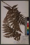 Dryopteris hendersoni (Bedd.) C. Chr. pc