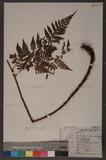 Dryopteris hendersoni (Bedd.) C. Chr. pc