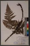 Dryopteris hendersoni (Bedd.) C. Chr. pc