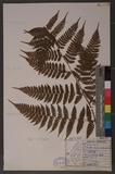 Dryopteris hendersoni (Bedd.) C. Chr. pc