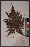 Dryopteris formosana (Christ) C. Chr. OWc