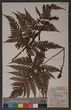 Dryopteris formosana (Christ) C. Chr. OWc