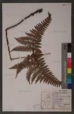 Dryopteris formosana (Christ) C. Chr. OWc