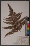 Dryopteris formosana (Christ) C. Chr. OWc