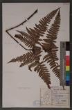 Dryopteris formosana (Christ) C. Chr. OWc