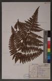 Dryopteris formosana (Christ) C. Chr. OWc