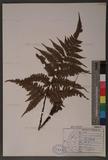 Dryopteris formosana (Christ) C. Chr. OWc